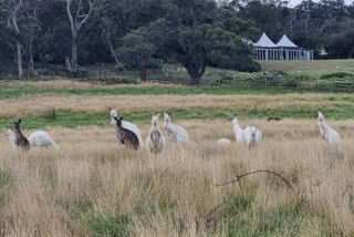 white Kangaroos in Australia