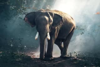 Elephant killed villager in Dhamtari