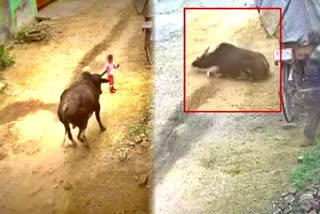 Stray bull rams toddler in Aligarh, CCTV video viral