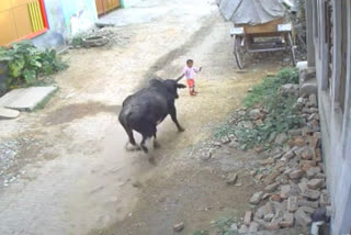 bull-attacked-on-4-year-old-child-in-uttarpradhesh