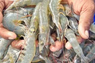 shrimp farming in bhiwani