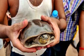 Fire Workers rescued turtle