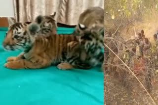 four-tiger-cubs-found-in-andhra-search-on-for-their-mother