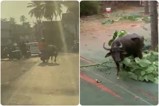 Karnataka native died in buffalo attack at Kerala  buffalo attack on young man  buffalo attack in Kasaragod  ಕೇರಳದಲ್ಲಿ ಕರ್ನಾಟಕ ಯುವಕ ದಾರುಣ ಸಾವು  ಮೊಗ್ರಾಲ್ ಪುತ್ತೂರಿನಲ್ಲಿ ಎಮ್ಮೆ ದಾಳಿ  ಮೃತ ವ್ಯಕ್ತಿ ಕರ್ನಾಟಕ ಮೂಲದ ಸಾದಿಕ್  ಎಮ್ಮೆ ಹಿಡಿಯಲು ಯತ್ನಿಸುತ್ತಿದ್ದಾಗ ಈ ದುರಂತ  ಭಯದ ವಾತಾವರಣ ಸೃಷ್ಟಿ  ಕರ್ನಾಟಕದ 22 ವರ್ಷದ ಯುವಕನೊಬ್ಬ ಮೃತ