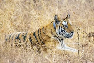 Youth dies in tiger attack