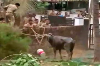 young man died on buffalo attack in karnataka