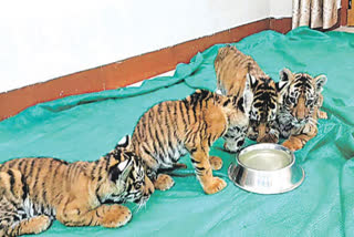 TIGER CUBS