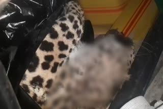 Leopard Body Rescued