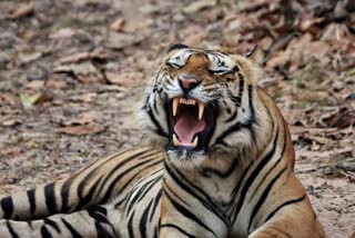 a Tigress goes Missing in Madhya Pradesh before it tranquilized by forest guard to shift another jungle