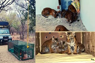 The missing tiger cubs are finally moved to Tirupati Zoo Park