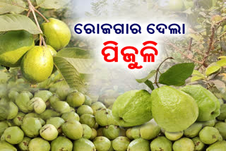 guava farming in gajapati