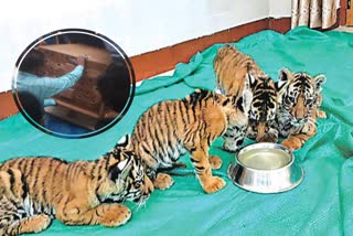 Andhra pradesh: four tiger cubs are finally moved to Tirupati Zoo Park
