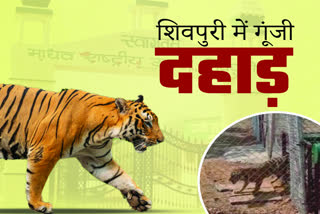 shivraj release 2 tiger in madhav national park