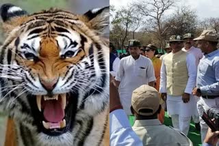 cm shivraj release 2 tiger in madhav national park