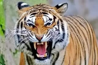 Tiger In Khargone