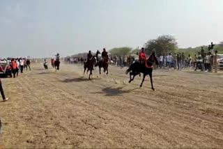 horse race in jamnagar