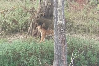 Tiger spotted in K Gudi