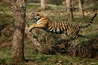 Tigress of Panna Tiger Reserve