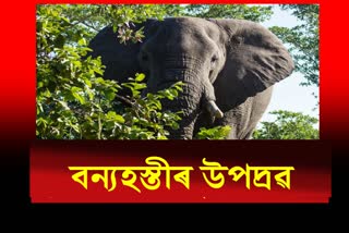 Wild Elephant create havoc in Nalbari