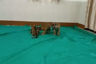 बाघ शावकों को आखिरकार तिरुपति चिड़ियाघर पार्क ले जाया गया