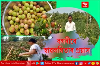 Dibrugarh man self sufficient by jujube cultivation