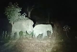 terror of elephants in Koriya