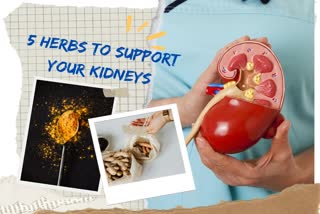 These 5 herbs keep the kidney healthy will not be a victim of diseases