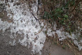 Goats died due to rain and hailstorm in Ranchi