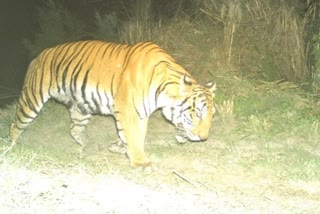Tigers at Burachapori