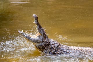 Crocodiles are uniquely protected against fungal infections. This might one day help human medicine too