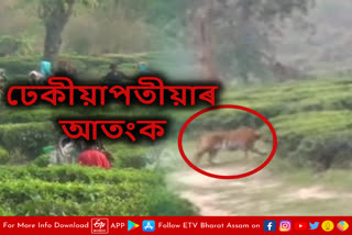 Royal Bengal Tiger terror in Kaliabor
