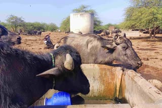Kutch News : સૂકા મલકમાં અત્યારથી જ માનવ-પશુ પાણી માટે તરસ્યા