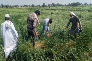 wheat crop Damage in Nuh