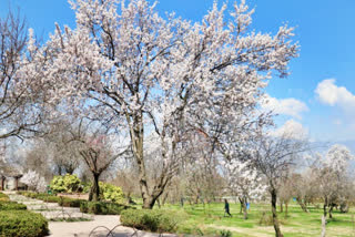 A signal of spring, Badamwari in Kashmir is a dreamy place to visit these days