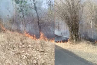 Forest Fire in Mangrol : માંગરોળના બણભા ડુંગરના જંગલ વિસ્તારમાં આગ લાગી, જાણો લેટેસ્ટ અપડેટ