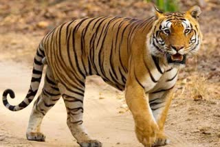 Tiger terror in Ramanujganj