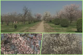 almond-blossoms-attract-tourists-in-srinagars-badam-vaer-garden