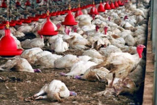 Assam imposes ban on entry of poultry, pigs amid Avian influenza, African Swine fever outbreak