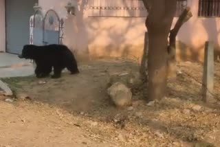 bear in kanker city