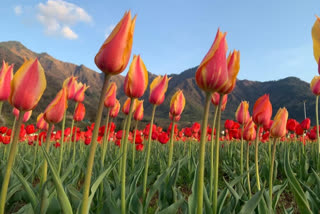 Asia's largest Tulip garden