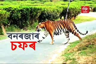 Free movement of Royal Bengal Tiger