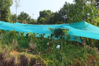 Idukki cardamom farmers facing water scarcity  cardamom farmers facing water scarcity  Idukki cardamom farmers  Idukki cardamom farmers in crisis  പ്രതിസന്ധിയിലായി ഹൈറേഞ്ചിലെ ഏലം കര്‍ഷകര്‍  ഹൈറേഞ്ചിലെ ഏലം കര്‍ഷകര്‍  ഏലം കര്‍ഷകര്‍  കാര്‍ഷിക മേഖല  തണ്ണീര്‍ പന്തലുകള്‍