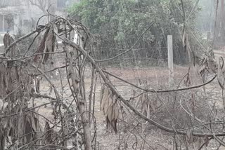 Unseasonal Rain: સંઘપ્રદેશમાં ગાજવીજ અને ભારે પવન સાથે વરસ્યો વરસાદ