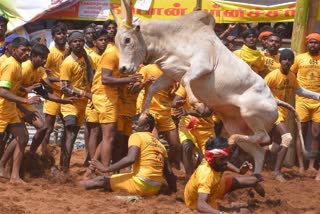 jallikattu