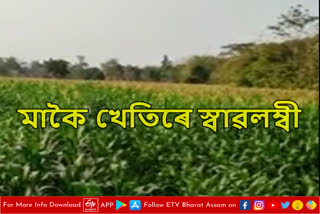 Self sufficient in Maize cultivation at Dhemaji