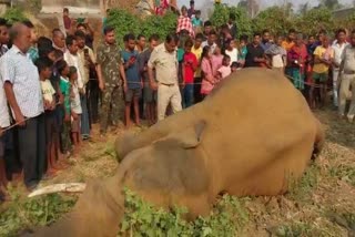 elephant dead body found