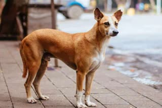 Fight due to dog in Raipur: Dispute between two parties regarding dog in Raipur, fiercely lathi poles, FIR registered