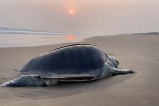 olive ridley turtles