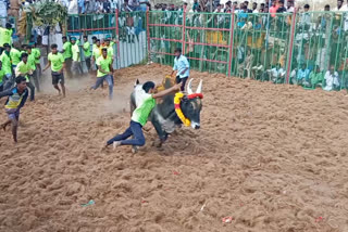 புதுக்கோட்டையில் நடந்த ஜல்லிக்கட்டு