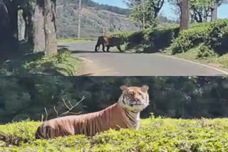 lone tiger roaming in a private garden near Valparai has scared the public